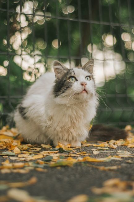 A fluffy, long-haired cat with white and gray fur, sitting outdoors on a ground covered with fallen yellow leaves, near a metal fence with a grid pattern. The cat's eyes are greenish, and it appears alert, gazing upward. In the background, there is greenery with blurred bokeh effects, suggesting a garden or yard setting. The lighting indicates natural daylight, and the scene captures a calm, natural moment suitable for showcasing pet-related content or outdoor environments. Man With a Van Earls Court provides house removals and furniture transport services, often involving careful handling and loading of belongings like furniture and boxes, which can include packing materials similar to the leaves depicted in the image.